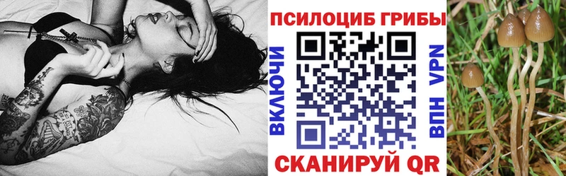 Галлюциногенные грибы Cubensis Черногорск